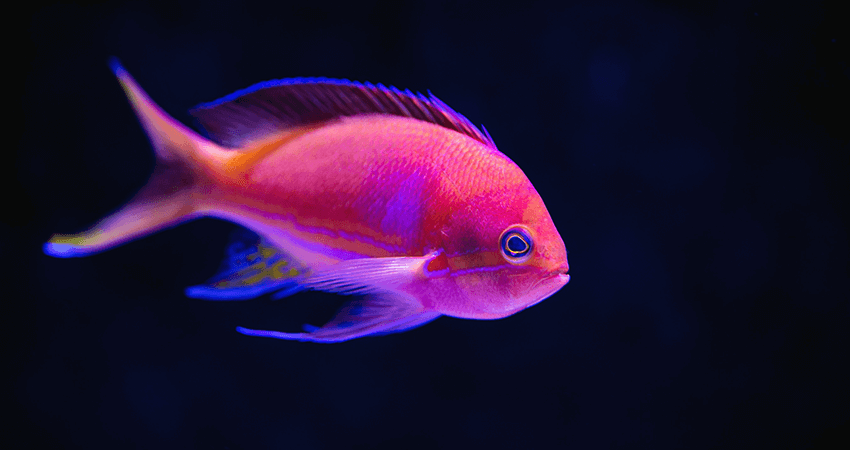 Blue and Pink Tang Fish